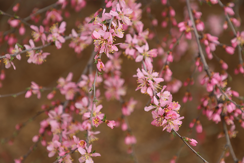 廠區(qū)花色